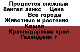 Продается снежный бенгал(линкс) › Цена ­ 25 000 - Все города Животные и растения » Кошки   . Краснодарский край,Геленджик г.